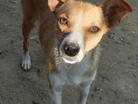 Pies LAIKA, niemiecka biurokracja i niedzielne&nbsp;dygresje…