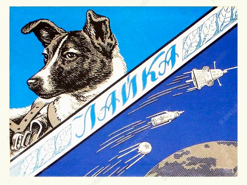 O tym, jak mój pies pokazał mi, że to słowa budują nasze widzenie&nbsp;świata…